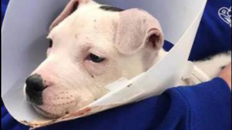 Cork animal welfare group gives update on 'Pickles' the pup who suffered 'horrific injuries' Cork animal welfare group gives update on 'Pickles' the pup who suffered 'horrific injuries'