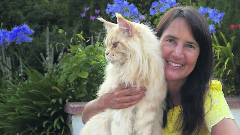 Post addressed to ‘German lady with a rake of cats’ reaches destination in Cork