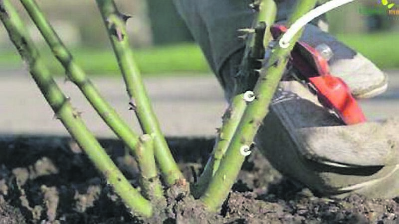 Fail to prune now, prepare to fail in 2021