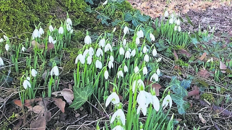 First pangs of growth in our gardens