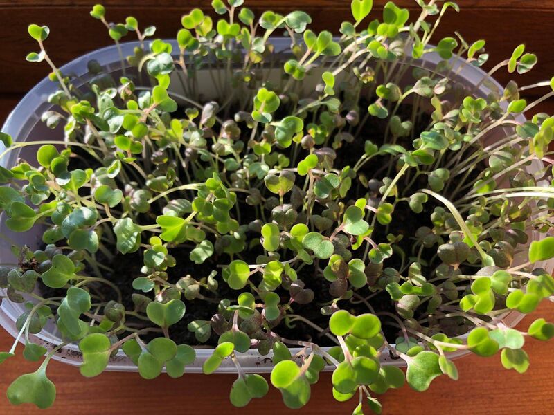 Microgreens. Picture: Kate Ryan