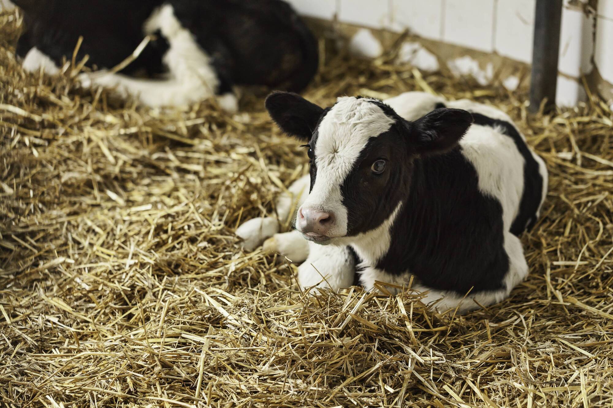 Calf rearing: Guide to getting the basics right - Vimarsana News