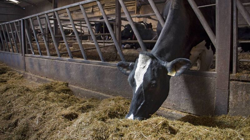 Ireland’s champagne: Milk is in our Irish DNA Ireland’s champagne: Milk is in our Irish DNA