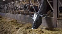 Holstein Dairy Cow