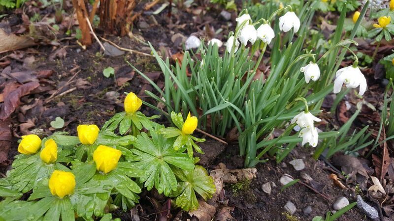 Why gardening is a treat for your mind and body