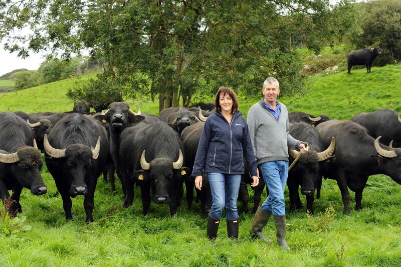 Geraldine and John Lynch amongst their herd of Buffalo. Picture: Denis Scannell Geraldine and John Lynch amongst their herd of Buffalo. Picture: Denis Scannell