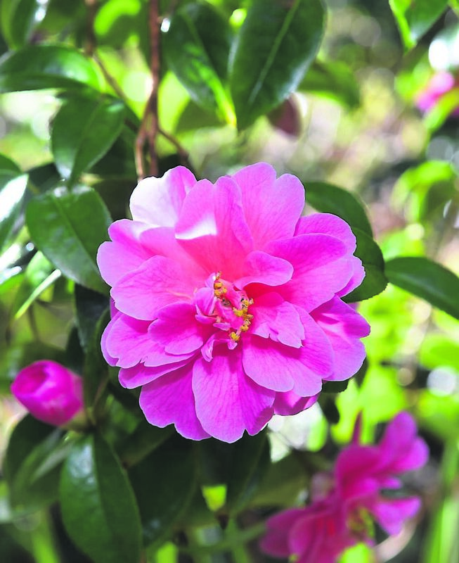 SIGN OF A BRIGHTER FUTURE:The camellia isready to burst into a blaze of pink.saysMona Lynch, who has five children and ten grandchildren SIGN OF A BRIGHTER FUTURE:The camellia isready to burst into a blaze of pink.saysMona Lynch, who has five children and ten grandchildren