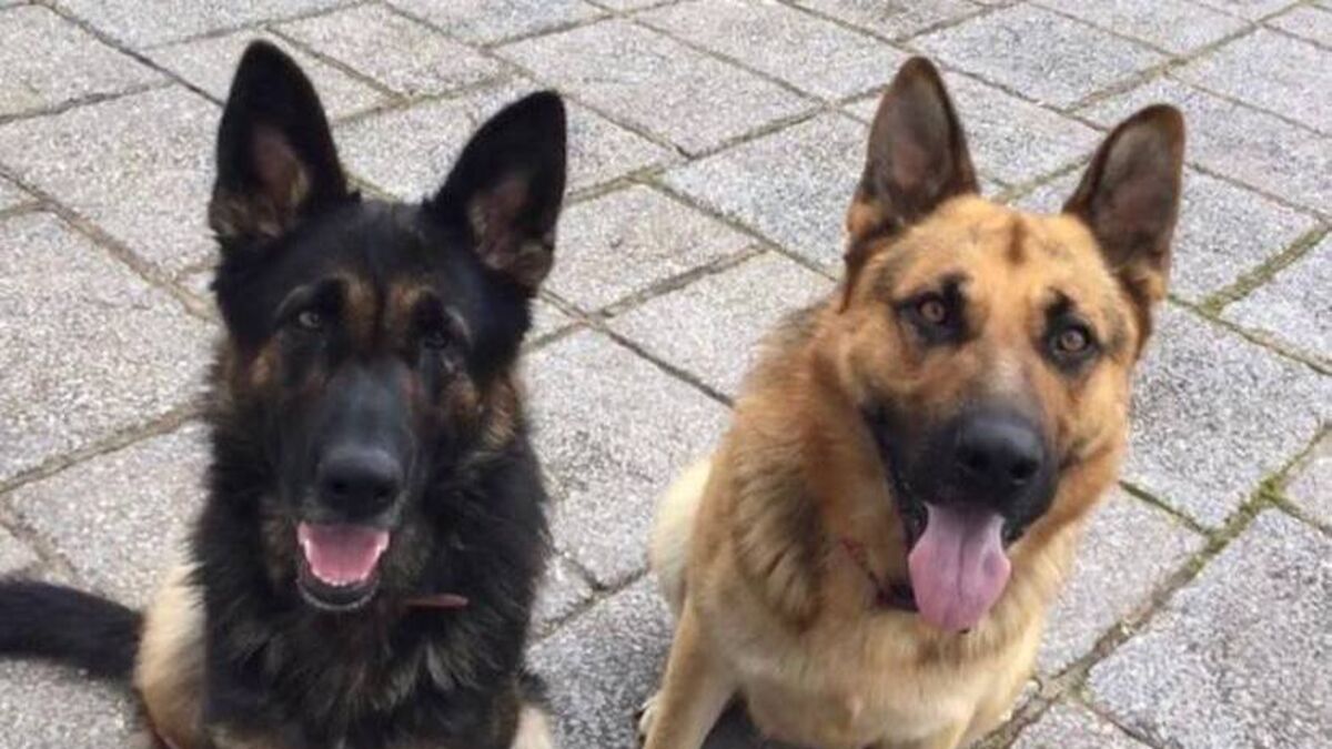 Cork family is devastated after beloved pet dogs disappear