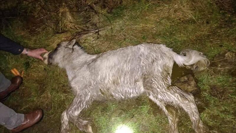 'There was no hope': Emaciated horse discovered in Cork 'There was no hope': Emaciated horse discovered in Cork