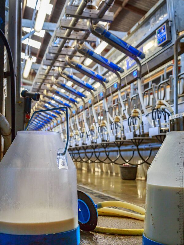 Close-up of large milk containers on a dairy farm.