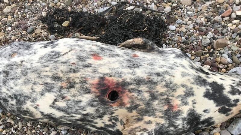 Public asked to report seal activity as eight wash up dead in East Cork Public asked to report seal activity as eight wash up dead in East Cork