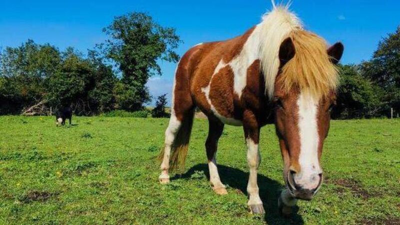 Animal welfare charity launches appeal for missing pony Animal welfare charity launches appeal for missing pony