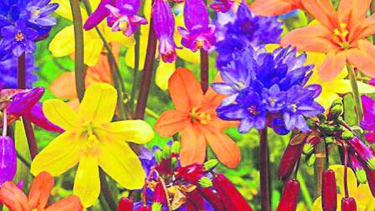 How a sunburst of colour can light up our lives