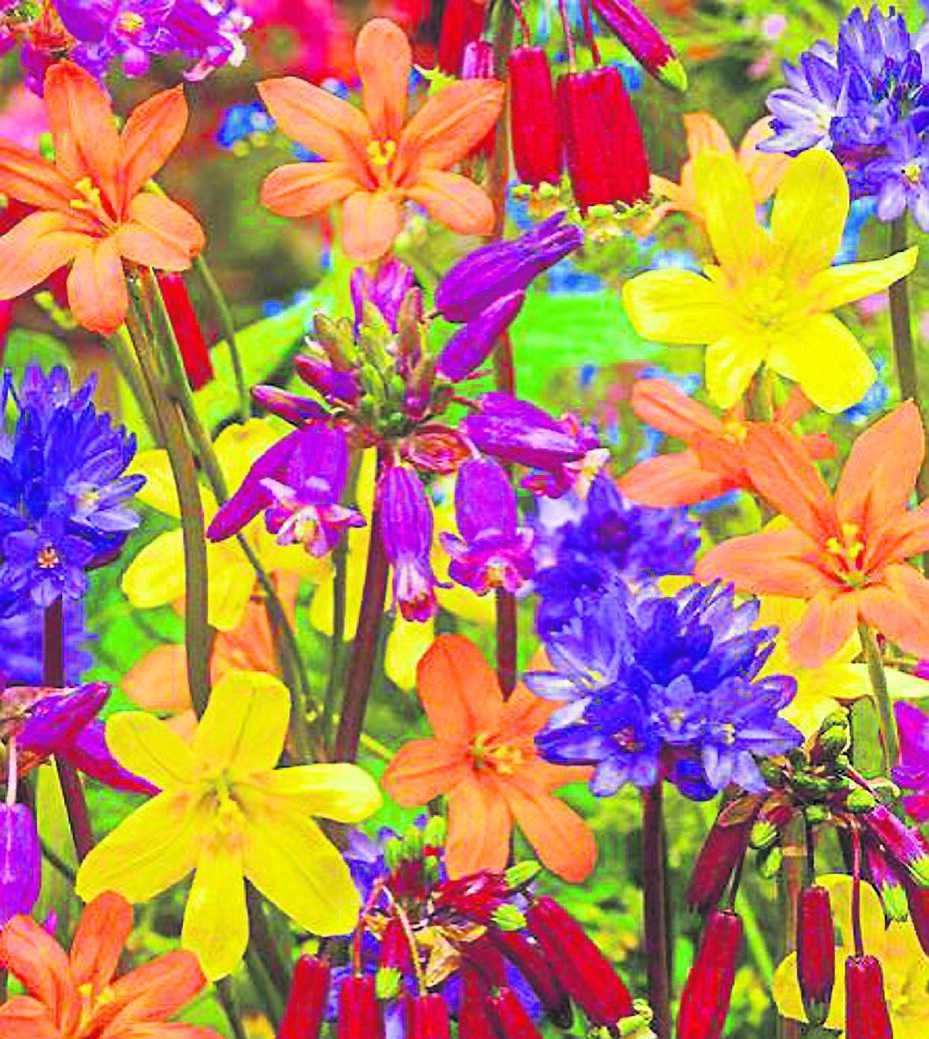 How a sunburst of colour can light up our lives - Vimarsana News