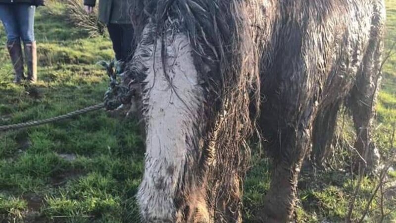 'Our hearts are broken': Tethered pony discovered with serious injuries put down 'Our hearts are broken': Tethered pony discovered with serious injuries put down