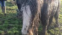 'Our hearts are broken': Tethered pony discovered with serious injuries put down