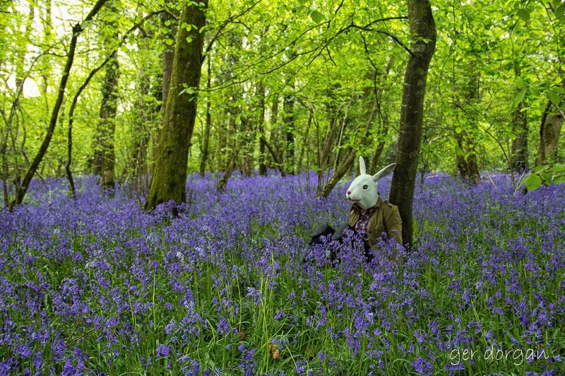 DOWN IN THE WOODS: Bunny in the Bluebells, taken by Ger Dorgan.