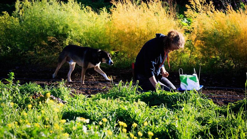 How this Cork woman went from plum office worker to head gardener after job loss