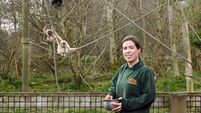 Funny bones in Fota: Cork animal ranger to take on comedy with the help of Bernard O'Shea 