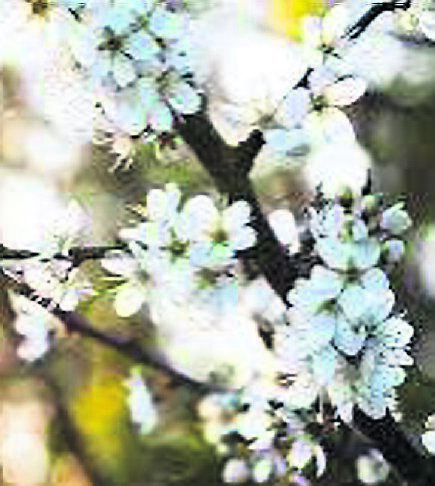 Native blackthorn is a great way of enhancing habitats for wildlife Native blackthorn is a great way of enhancing habitats for wildlife