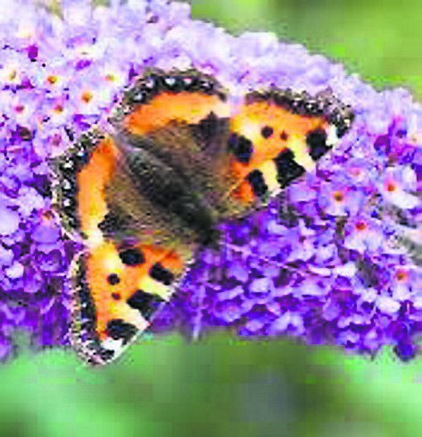 The flowers of buddleja allow easy access to pollen and nectar The flowers of buddleja allow easy access to pollen and nectar