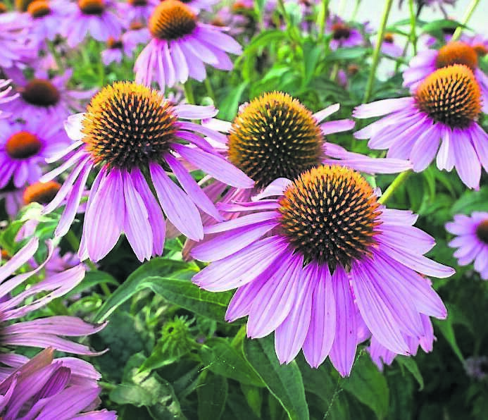 Echinacea flowers are great for pollinators in the garden Echinacea flowers are great for pollinators in the garden