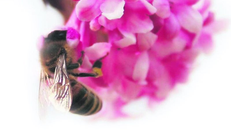 How to turn a garden into a wildlife idyll How to turn a garden into a wildlife idyll