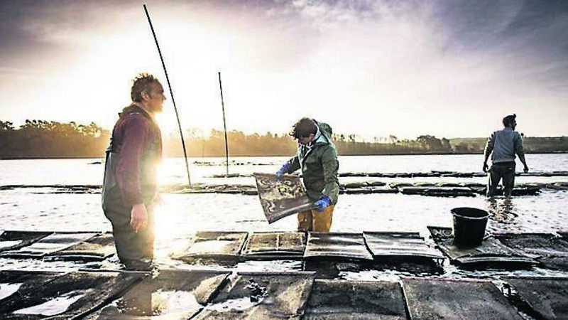 A morning on Cork’s biggest Oyster farm A morning on Cork’s biggest Oyster farm