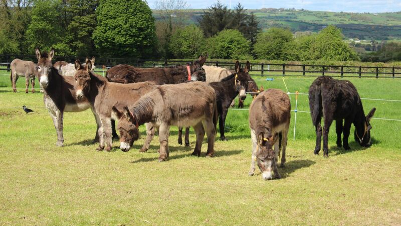 Donkey Sanctuary sees 30% increase in callouts during ‘very difficult’ year