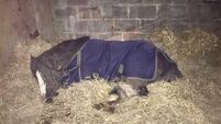 Charity calls for tethering unattended animals to be outlawed after pony found with severe injuries put down