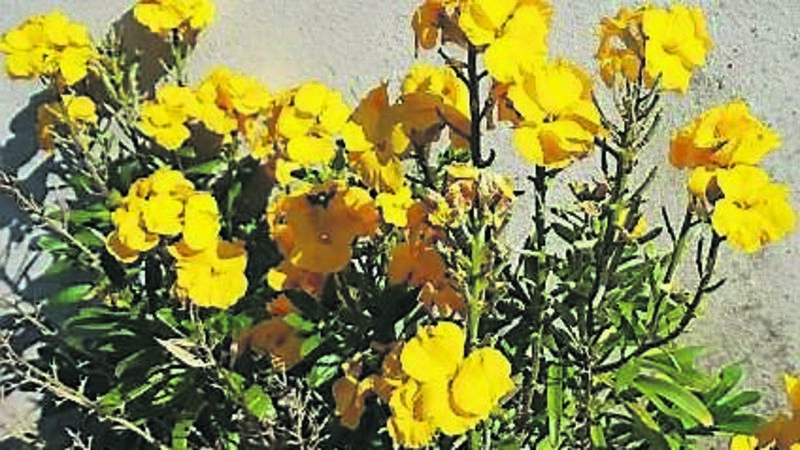 Plants that will light up your garden Plants that will light up your garden