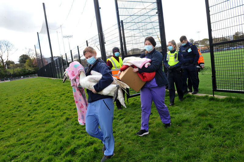  Gilabbey Veterinary staff freed the trapped mute swan from the end of pitch netting on the 4G Astro Pitch at Páirc Ui Chaoimh on Sunday morning. Pic/Video; Larry Cummins