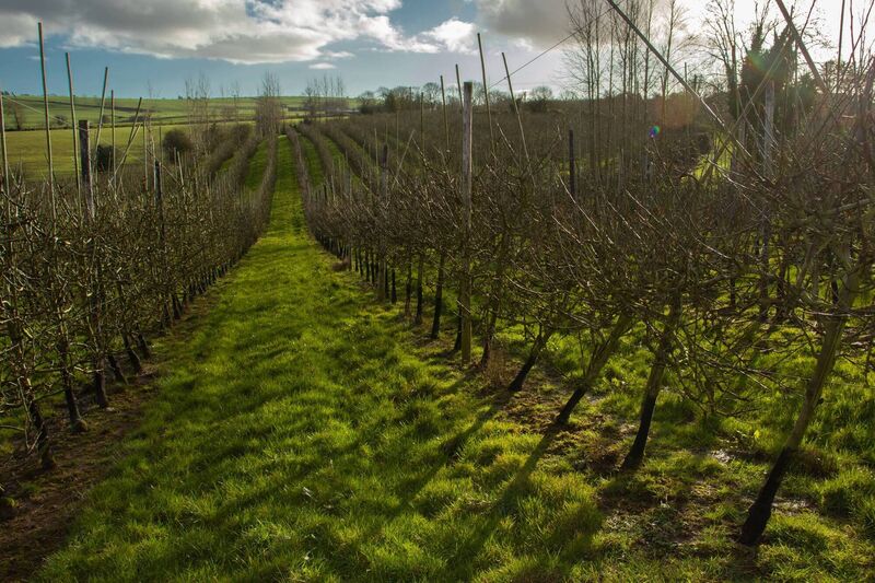 Apples at Mealagulla Orchard (picture courtesy of Mealagulla Orchard).