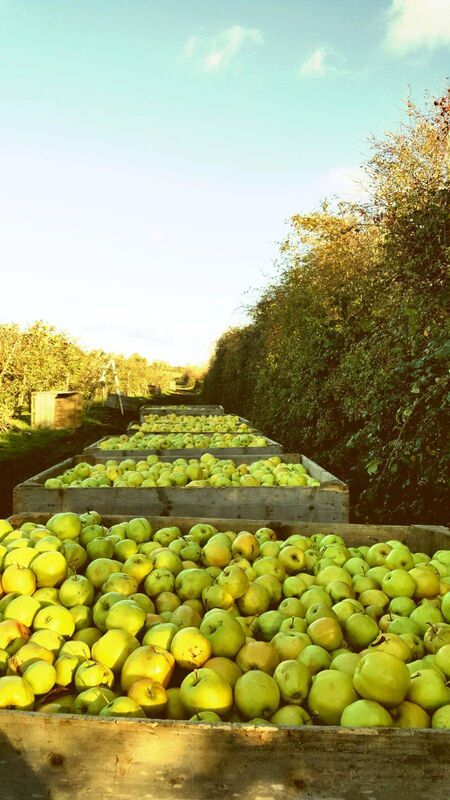 Mealagulla Orchard Pictures courtesy of Mealagulla