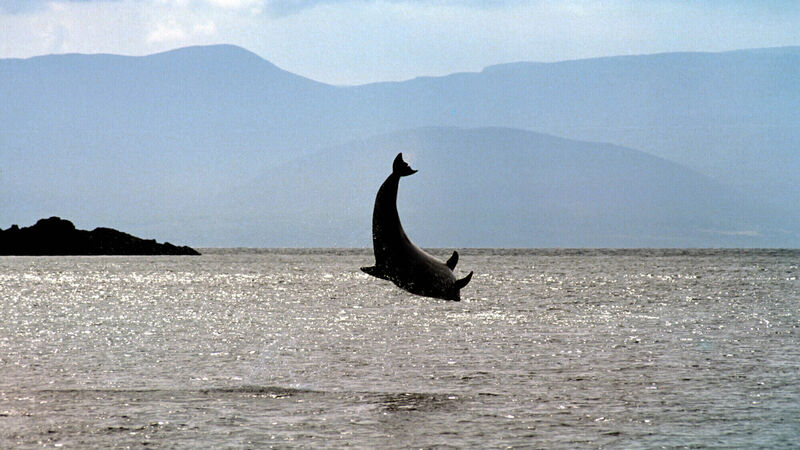 WATCH: Possible Fungie the dolphin sighting off the coast of Cork