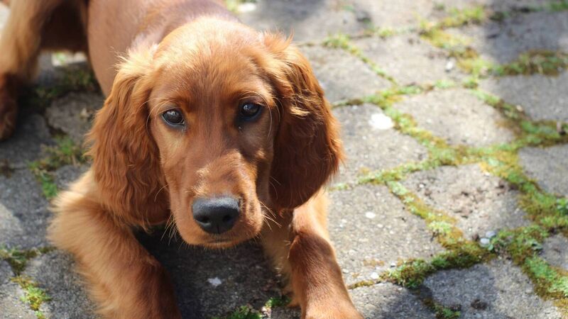 Thinking of getting a puppy... here's what you really need to know first