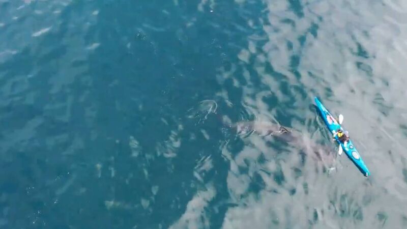 Watch: Basking sharks spotted lunching in West Cork Watch: Basking sharks spotted lunching in West Cork