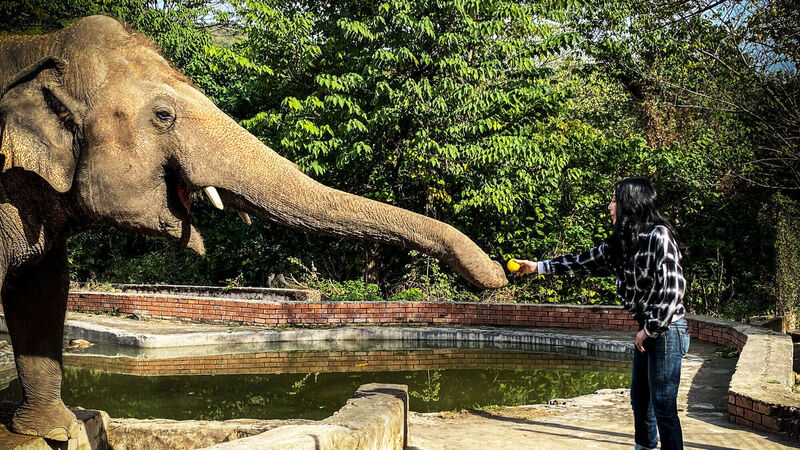 Cher says power of social media led her on quest to save lonely elephant