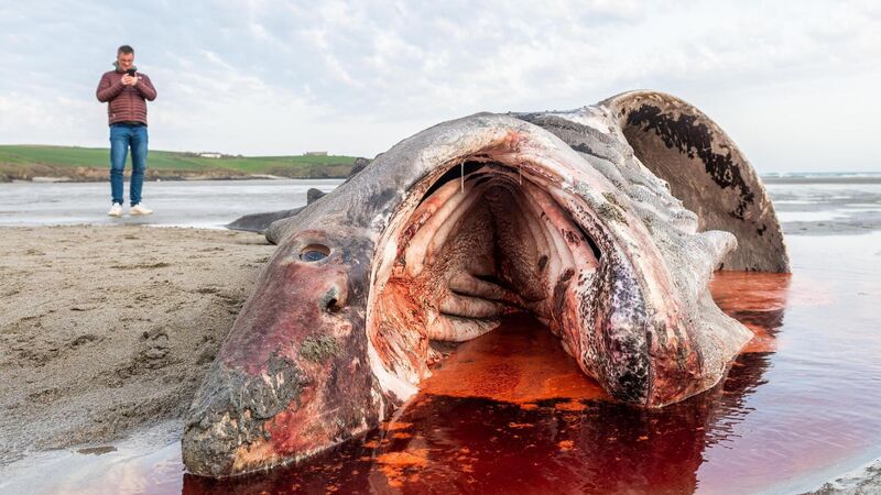 Dead basking shark washes up in West Cork