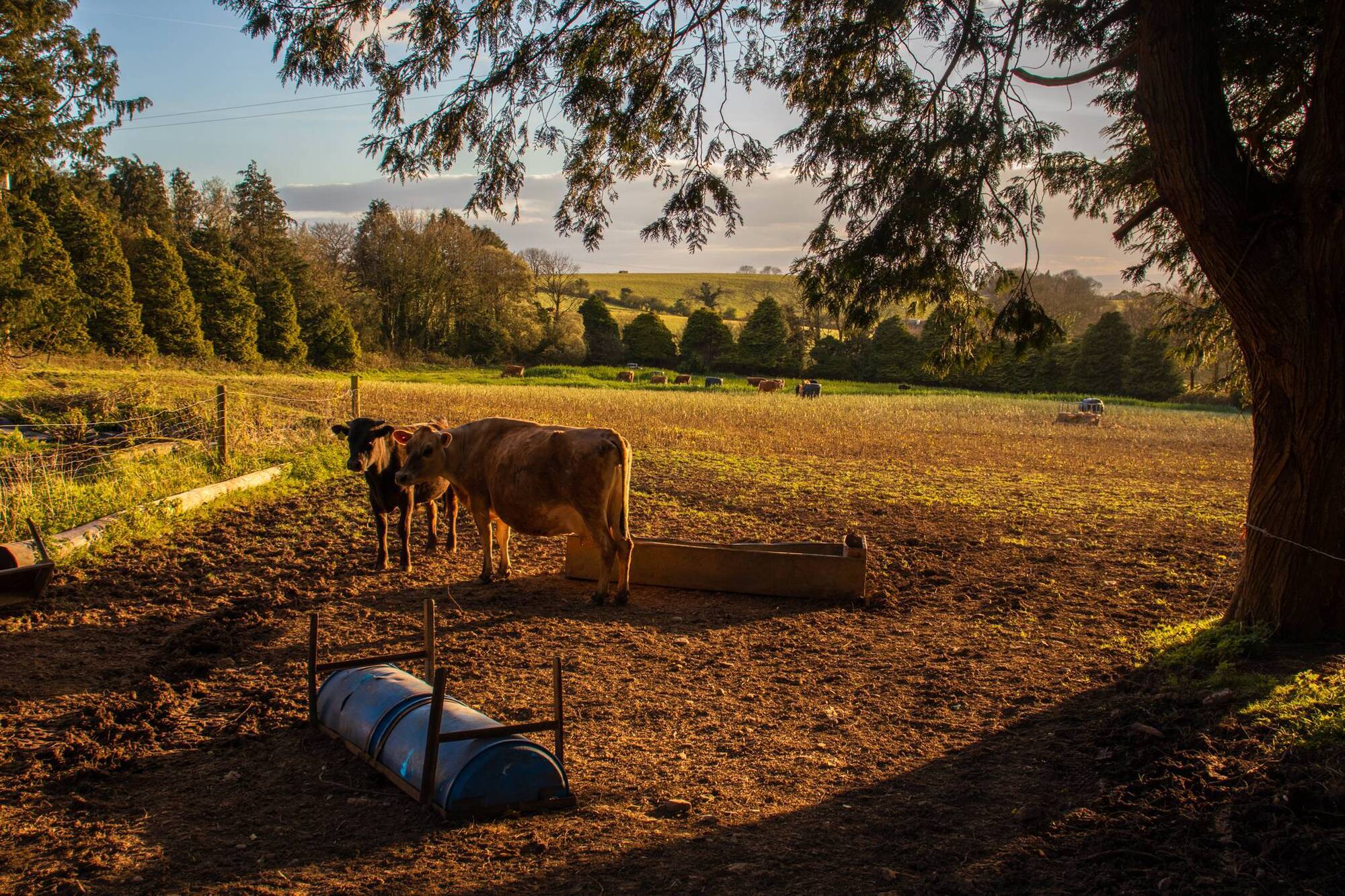 Meet the farmers making raw milk at 'bovine paradise' in East Cork - Vimarsana News