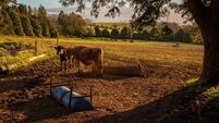 Meet the farmers making raw milk at ‘bovine paradise’ in East Cork