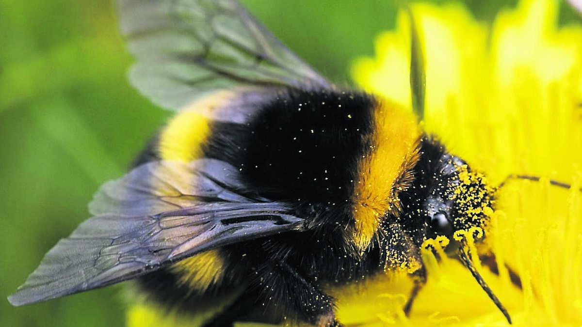 Colette Sheridan: Why gardening is good for well-being and sanity in these times
