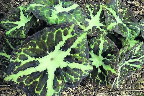 Podyphyllum ‘Hunan’. Podyphyllum ‘Hunan’.