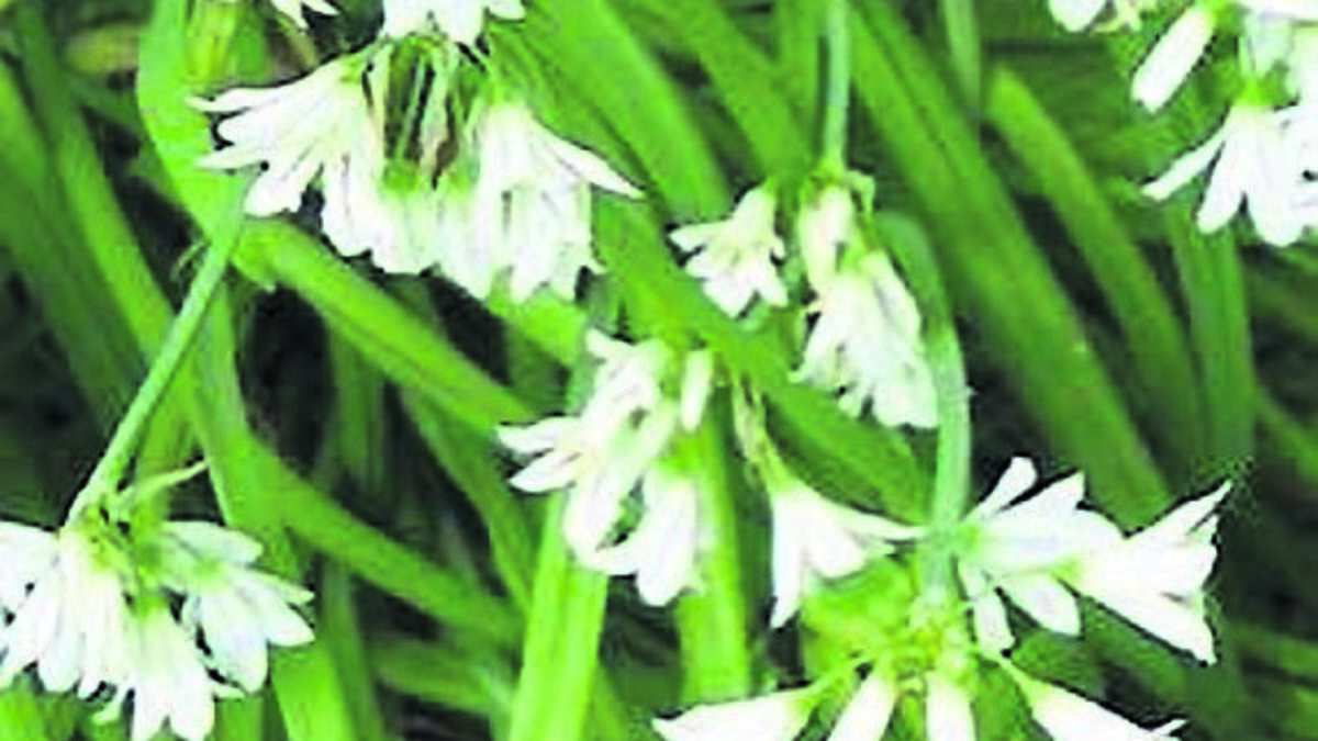 Growth spurt as gardens stir into life