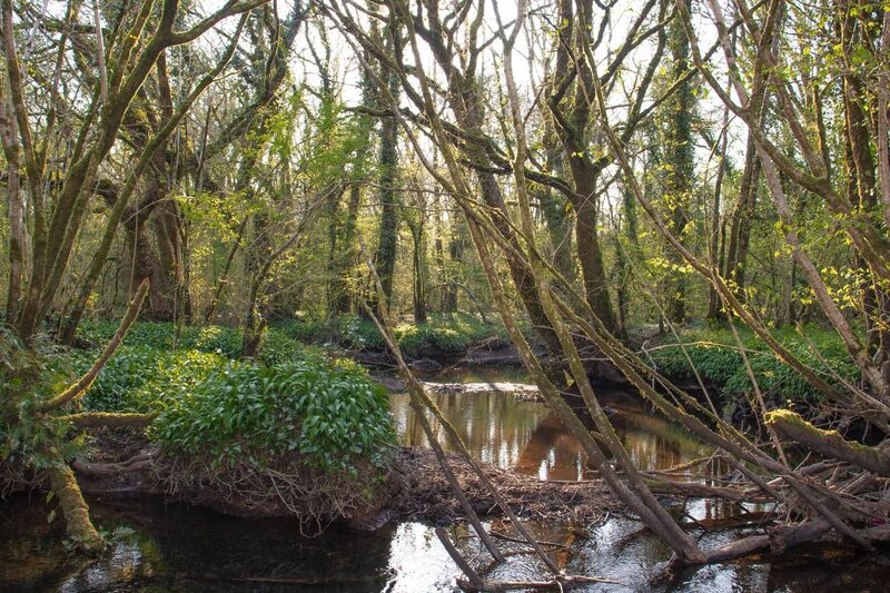 Richard said the forest floor was alive with troves of wild garlic.