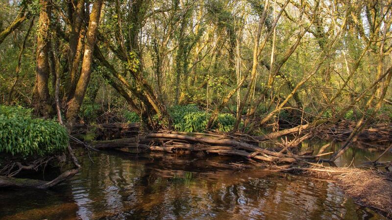 Have you ever visited Cork's magical ‘Forgotten Forest’? Have you ever visited Cork's magical ‘Forgotten Forest’?