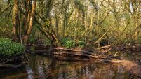 Have you ever visited Cork's magical ‘Forgotten Forest’?