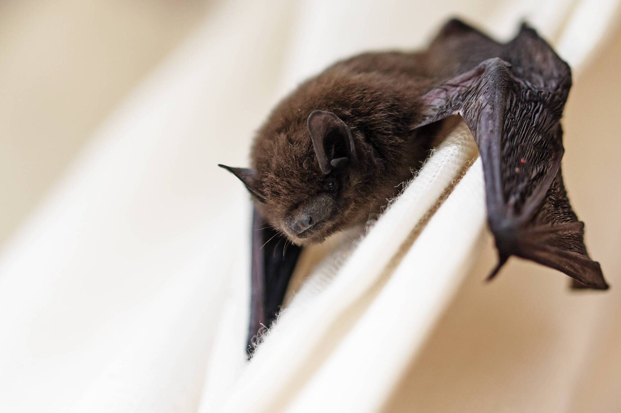 Kathriona Devereux: Why I'm 'going batty' about a not so adorable fluffy species - Vimarsana News