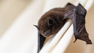 <p>The common pipistrelle (Pipistrellus pipistrellus) a small bat.</p>