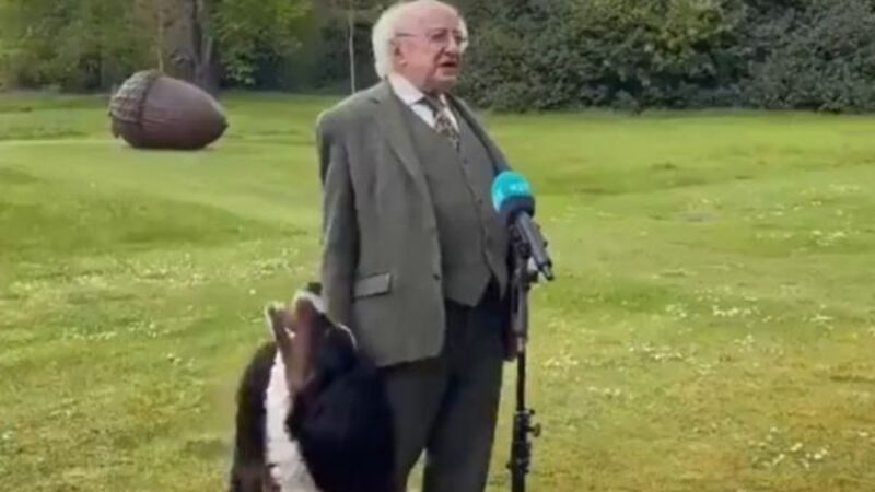 President Higgins' puppy goes viral as he tries to get owner's attention during interview President Higgins' puppy goes viral as he tries to get owner's attention during interview